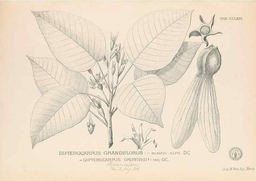 Reproducción/Reproduction 49747511972: Flora de Filipinas,. Manila,Estab. tip. de Plana y ca.,1877-83.. 