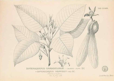 Reproducción/Reproduction 49747511972: Flora de Filipinas,. Manila,Estab. tip. de Plana y ca.,1877-83.. 