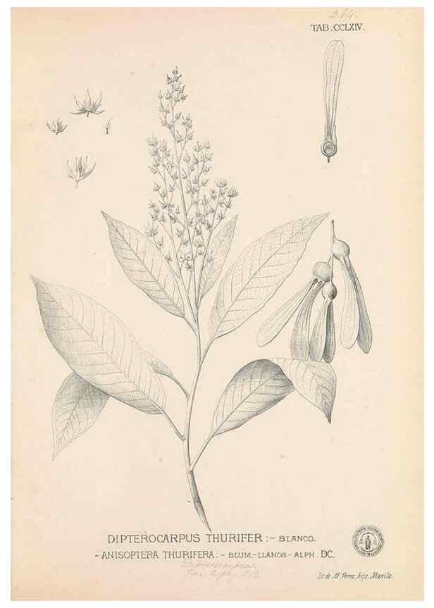 Reproducción/Reproduction 49747184516: Flora de Filipinas,. Manila,Estab. tip. de Plana y ca.,1877-83.. 