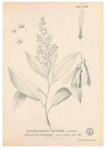 Reproducción/Reproduction 49747184516: Flora de Filipinas,. Manila,Estab. tip. de Plana y ca.,1877-83.. 