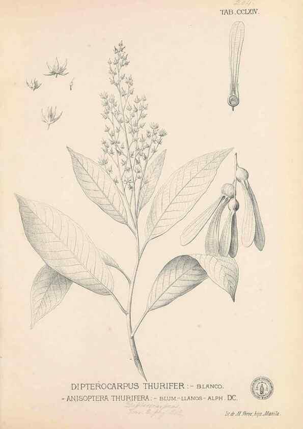 Reproducción/Reproduction 49747184516: Flora de Filipinas,. Manila,Estab. tip. de Plana y ca.,1877-83.. 
