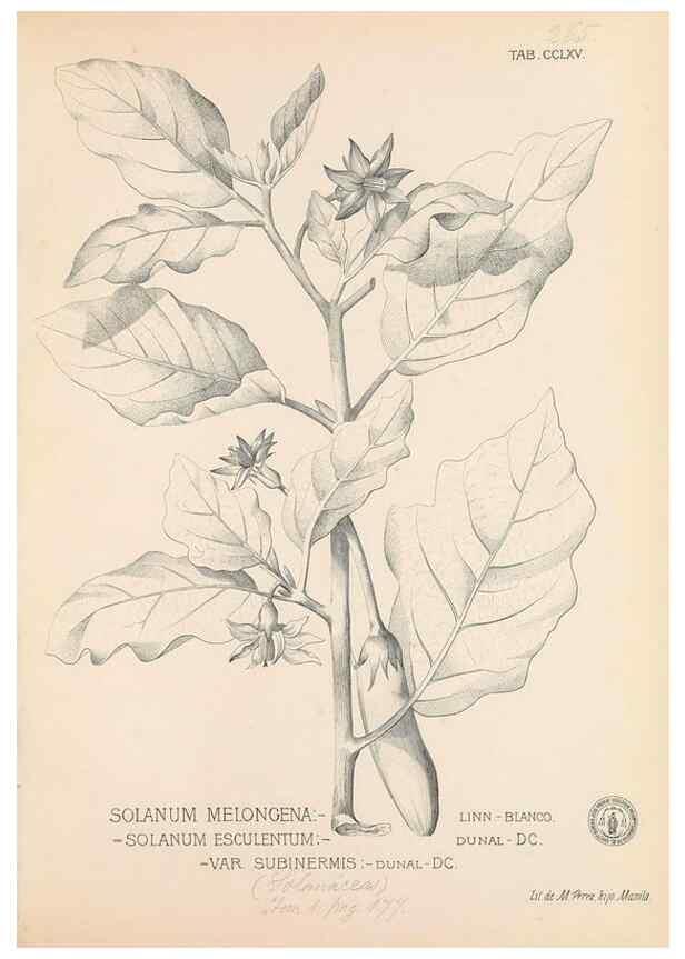 Reproducción/Reproduction 49747184726: Flora de Filipinas,. Manila,Estab. tip. de Plana y ca.,1877-83.. 
