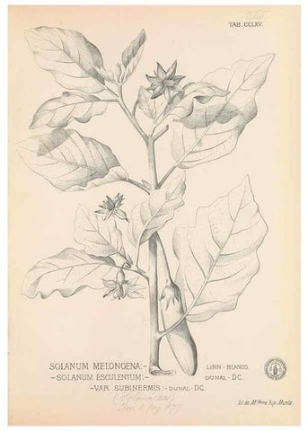 Reproducción/Reproduction 49747184726: Flora de Filipinas,. Manila,Estab. tip. de Plana y ca.,1877-83.. 