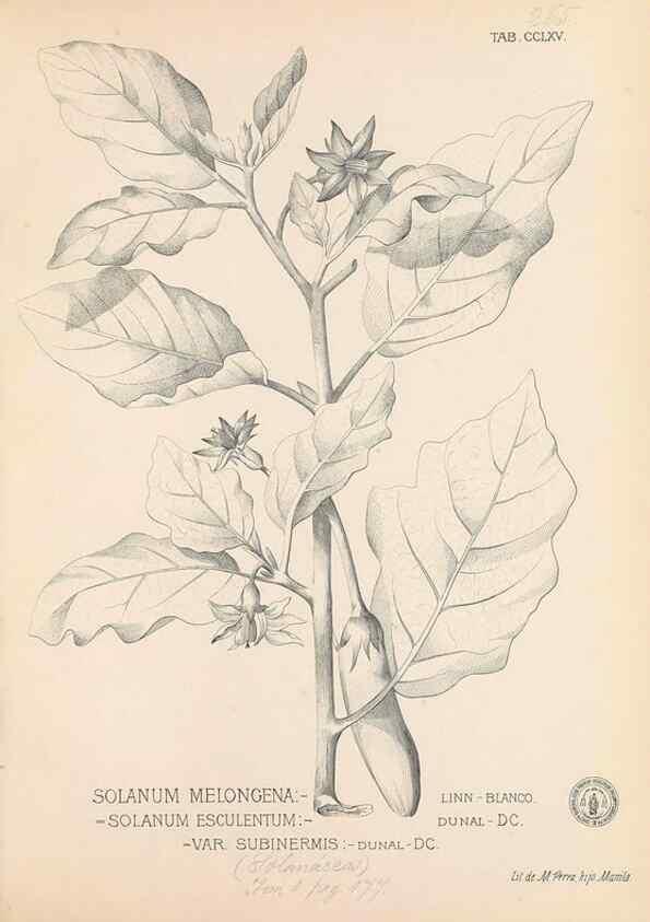Reproducción/Reproduction 49747184726: Flora de Filipinas,. Manila,Estab. tip. de Plana y ca.,1877-83.. 