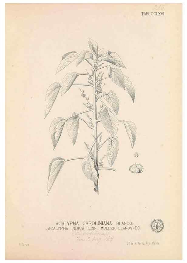 Reproducción/Reproduction 49746643648: Flora de Filipinas,. Manila,Estab. tip. de Plana y ca.,1877-83.. 