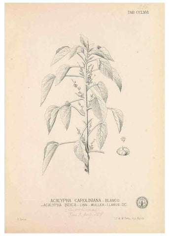 Reproducción/Reproduction 49746643648: Flora de Filipinas,. Manila,Estab. tip. de Plana y ca.,1877-83.. 