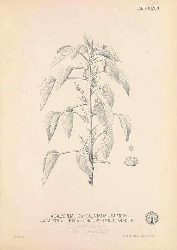 Reproducción/Reproduction 49746643648: Flora de Filipinas,. Manila,Estab. tip. de Plana y ca.,1877-83.. 