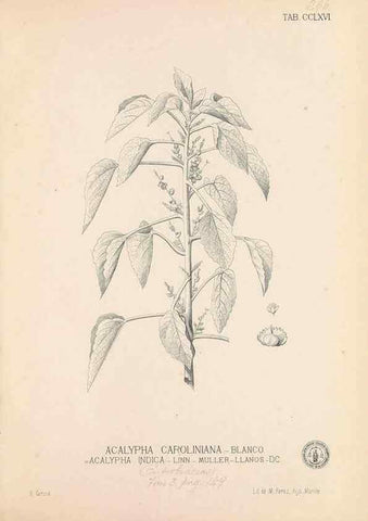 Reproducción/Reproduction 49746643648: Flora de Filipinas,. Manila,Estab. tip. de Plana y ca.,1877-83.. 