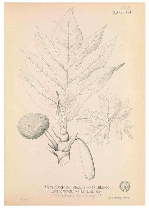 Reproducción/Reproduction 49747185201: Flora de Filipinas,. Manila,Estab. tip. de Plana y ca.,1877-83.. 