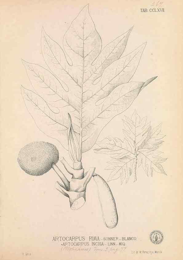 Reproducción/Reproduction 49747185201: Flora de Filipinas,. Manila,Estab. tip. de Plana y ca.,1877-83.. 