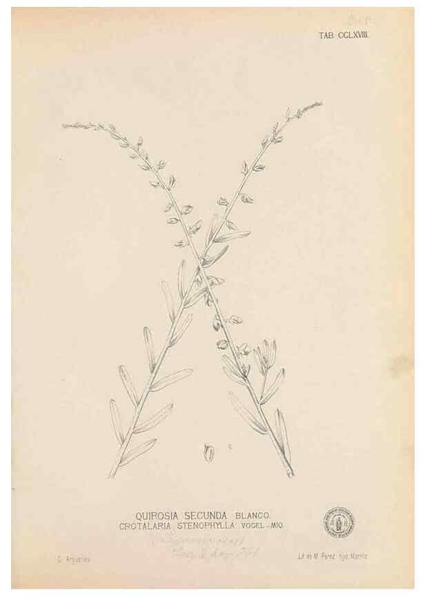 Reproducción/Reproduction 49746644168: Flora de Filipinas,. Manila,Estab. tip. de Plana y ca.,1877-83.. 