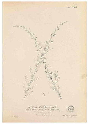 Reproducción/Reproduction 49746644168: Flora de Filipinas,. Manila,Estab. tip. de Plana y ca.,1877-83.. 