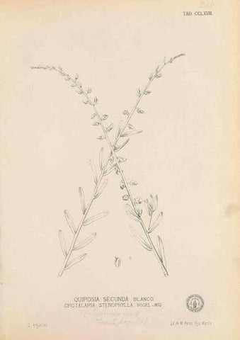 Reproducción/Reproduction 49746644168: Flora de Filipinas,. Manila,Estab. tip. de Plana y ca.,1877-83.. 