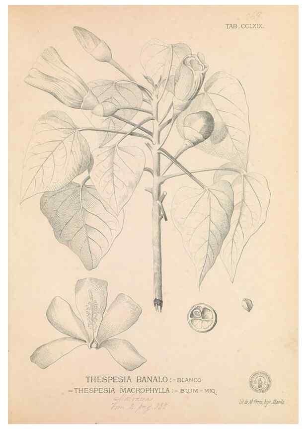 Reproducción/Reproduction 49746644413: Flora de Filipinas,. Manila,Estab. tip. de Plana y ca.,1877-83.. 