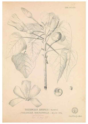 Reproducción/Reproduction 49746644413: Flora de Filipinas,. Manila,Estab. tip. de Plana y ca.,1877-83.. 