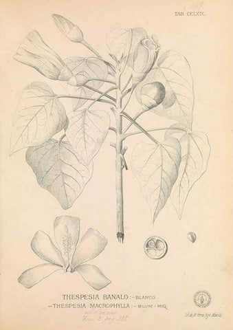 Reproducción/Reproduction 49746644413: Flora de Filipinas,. Manila,Estab. tip. de Plana y ca.,1877-83.. 