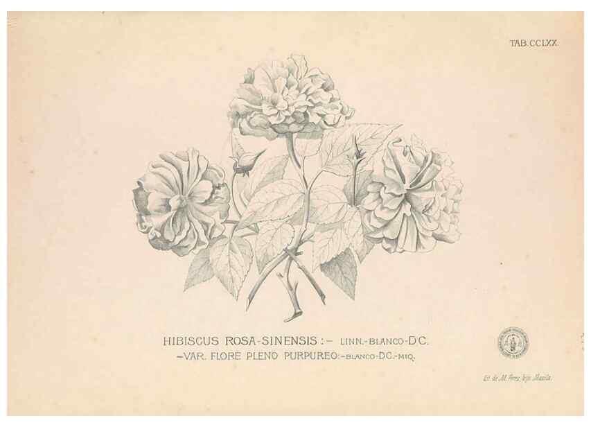 Reproducción/Reproduction 49746644708: Flora de Filipinas,. Manila,Estab. tip. de Plana y ca.,1877-83.. 
