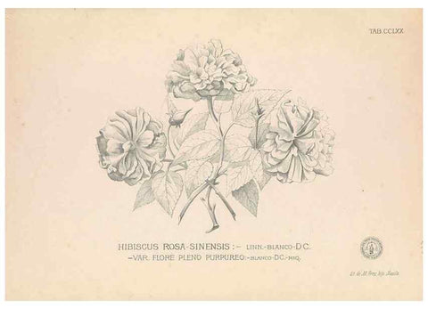 Reproducción/Reproduction 49746644708: Flora de Filipinas,. Manila,Estab. tip. de Plana y ca.,1877-83.. 