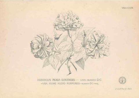 Reproducción/Reproduction 49746644708: Flora de Filipinas,. Manila,Estab. tip. de Plana y ca.,1877-83.. 