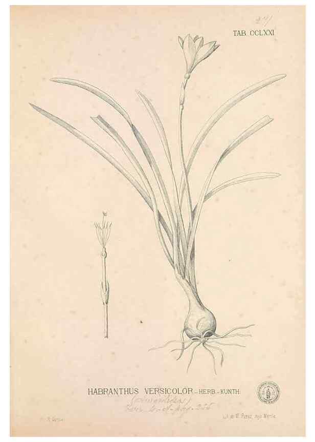 Reproducción/Reproduction 49746644928: Flora de Filipinas,. Manila,Estab. tip. de Plana y ca.,1877-83.. 