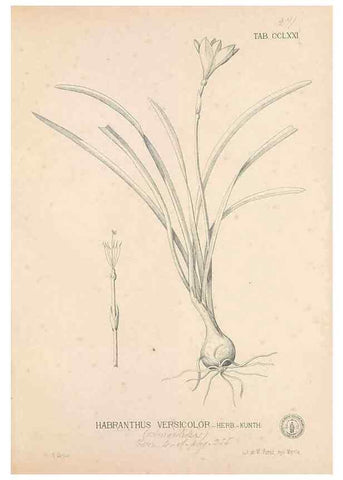 Reproducción/Reproduction 49746644928: Flora de Filipinas,. Manila,Estab. tip. de Plana y ca.,1877-83.. 