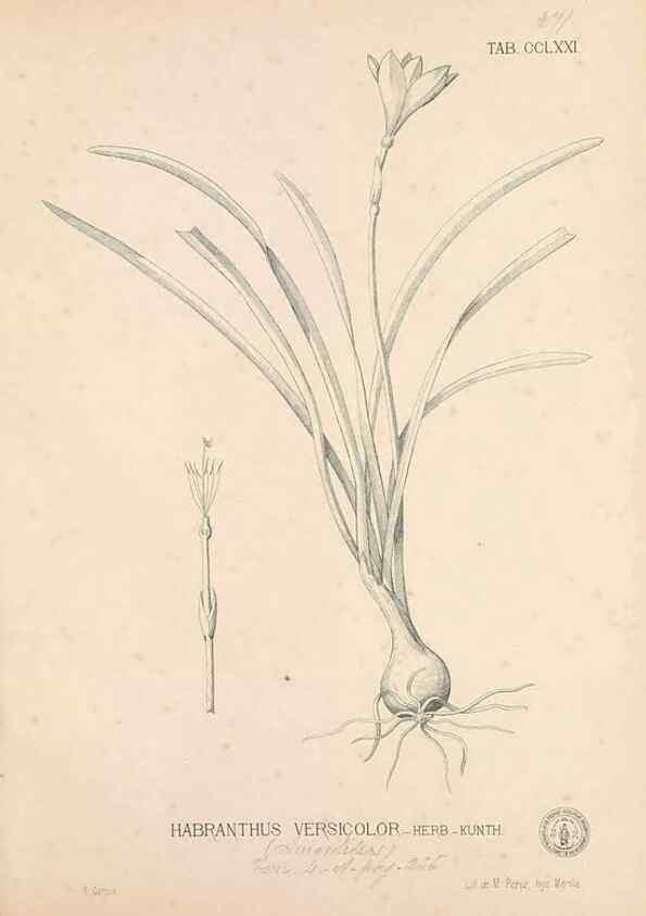 Reproducción/Reproduction 49746644928: Flora de Filipinas,. Manila,Estab. tip. de Plana y ca.,1877-83.. 