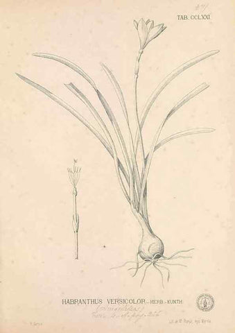 Reproducción/Reproduction 49746644928: Flora de Filipinas,. Manila,Estab. tip. de Plana y ca.,1877-83.. 
