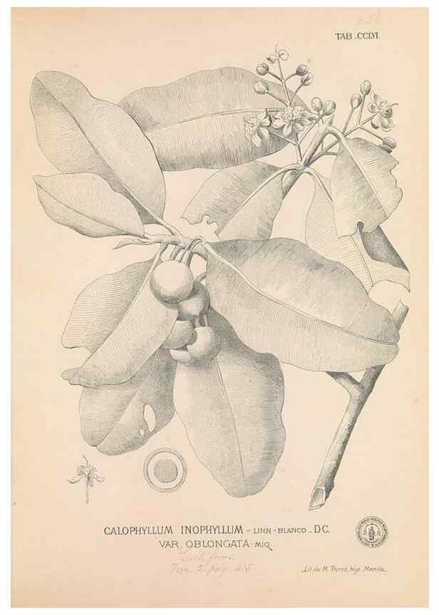 Reproducción/Reproduction 49746640803: Flora de Filipinas,. Manila,Estab. tip. de Plana y ca.,1877-83.. 