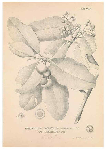 Reproducción/Reproduction 49746640803: Flora de Filipinas,. Manila,Estab. tip. de Plana y ca.,1877-83.. 