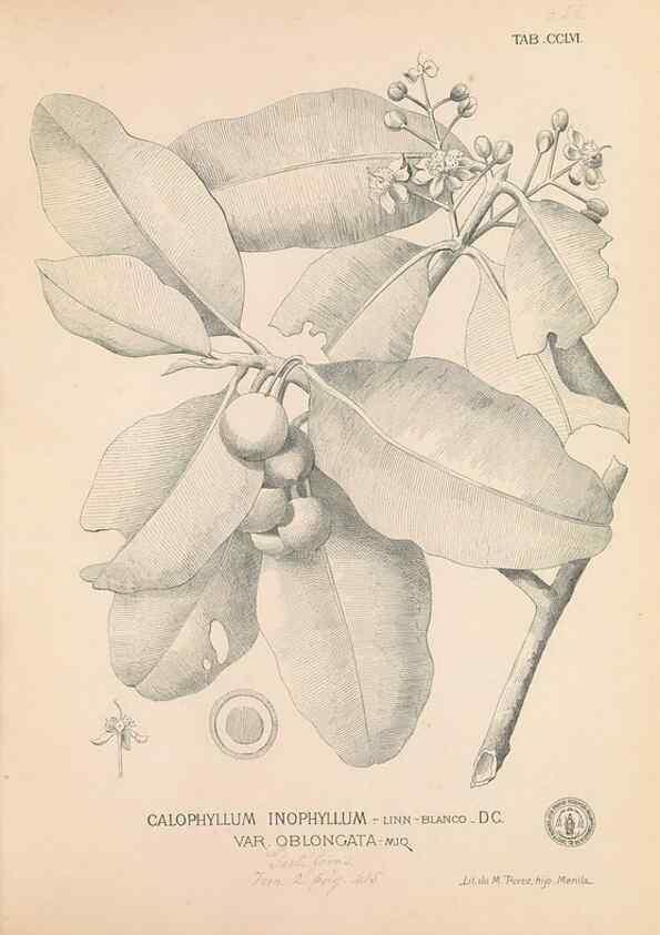 Reproducción/Reproduction 49746640803: Flora de Filipinas,. Manila,Estab. tip. de Plana y ca.,1877-83.. 