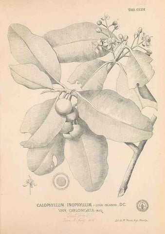Reproducción/Reproduction 49746640803: Flora de Filipinas,. Manila,Estab. tip. de Plana y ca.,1877-83.. 