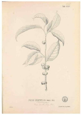 Reproducción/Reproduction 49746640453: Flora de Filipinas,. Manila,Estab. tip. de Plana y ca.,1877-83.. 