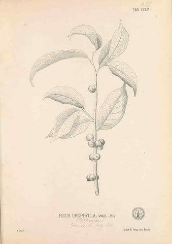 Reproducción/Reproduction 49746640453: Flora de Filipinas,. Manila,Estab. tip. de Plana y ca.,1877-83.. 