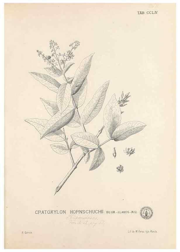 Reproducción/Reproduction 49747181541: Flora de Filipinas,. Manila,Estab. tip. de Plana y ca.,1877-83.. 
