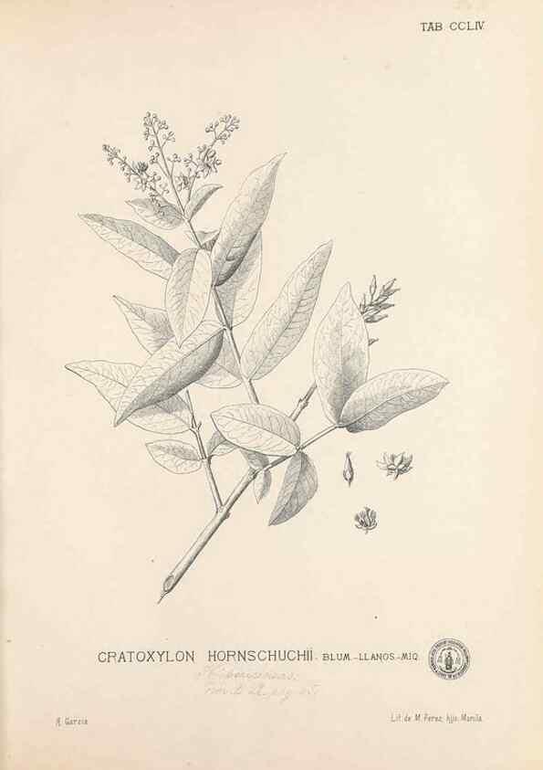 Reproducción/Reproduction 49747181541: Flora de Filipinas,. Manila,Estab. tip. de Plana y ca.,1877-83.. 