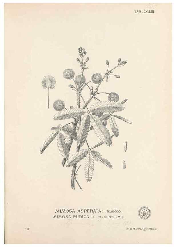 Reproducción/Reproduction 49747509057: Flora de Filipinas,. Manila,Estab. tip. de Plana y ca.,1877-83.. 
