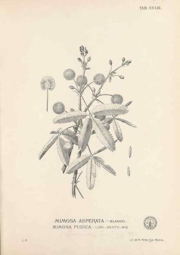 Reproducción/Reproduction 49747509057: Flora de Filipinas,. Manila,Estab. tip. de Plana y ca.,1877-83.. 