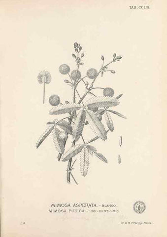 Reproducción/Reproduction 49747509057: Flora de Filipinas,. Manila,Estab. tip. de Plana y ca.,1877-83.. 