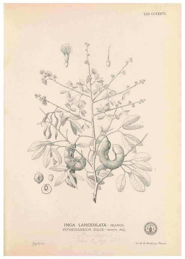 Reproducción/Reproduction 49747504647: Flora de Filipinas,. Manila,Estab. tip. de Plana y ca.,1877-83.. 