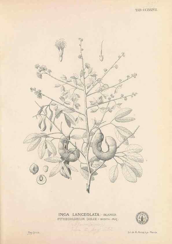 Reproducción/Reproduction 49747504647: Flora de Filipinas,. Manila,Estab. tip. de Plana y ca.,1877-83.. 