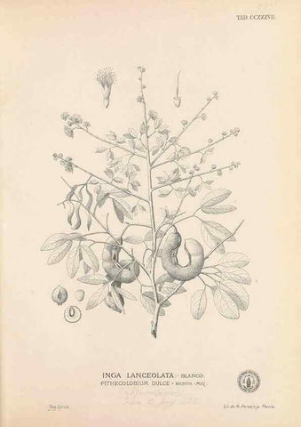 Reproducción/Reproduction 49747504647: Flora de Filipinas,. Manila,Estab. tip. de Plana y ca.,1877-83.. 