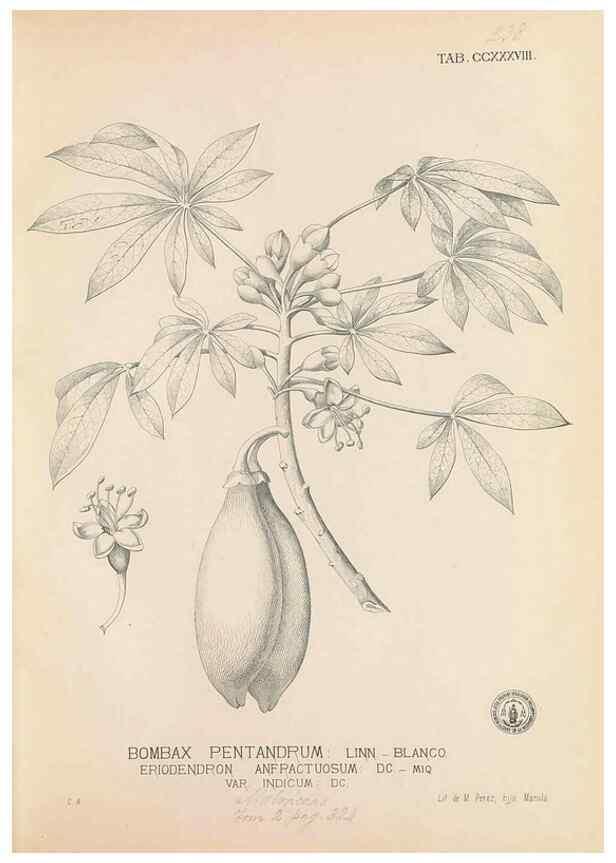 Reproducción/Reproduction 49746635498: Flora de Filipinas,. Manila,Estab. tip. de Plana y ca.,1877-83.. 