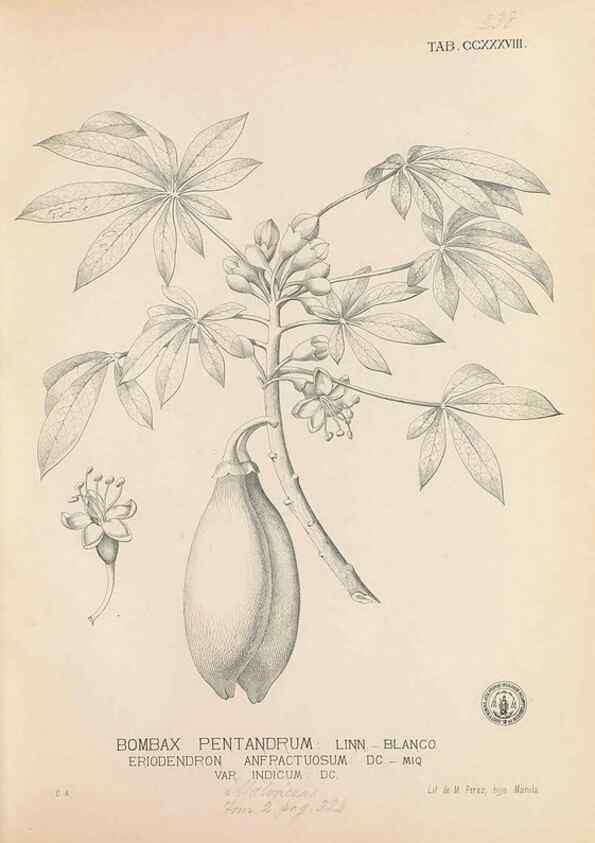 Reproducción/Reproduction 49746635498: Flora de Filipinas,. Manila,Estab. tip. de Plana y ca.,1877-83.. 