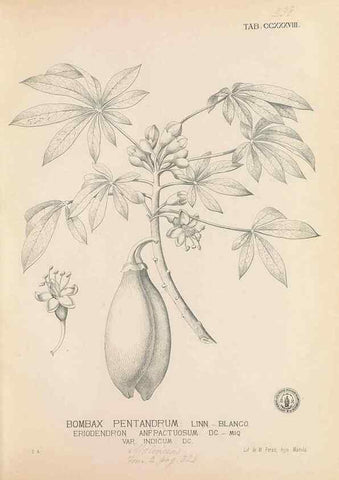 Reproducción/Reproduction 49746635498: Flora de Filipinas,. Manila,Estab. tip. de Plana y ca.,1877-83.. 