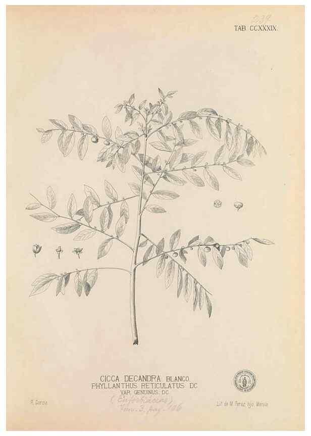 Reproducción/Reproduction 49746635708: Flora de Filipinas,. Manila,Estab. tip. de Plana y ca.,1877-83.. 