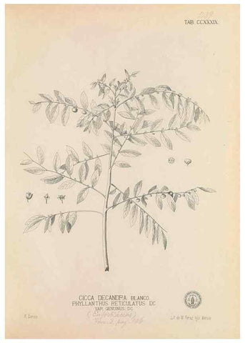 Reproducción/Reproduction 49746635708: Flora de Filipinas,. Manila,Estab. tip. de Plana y ca.,1877-83.. 