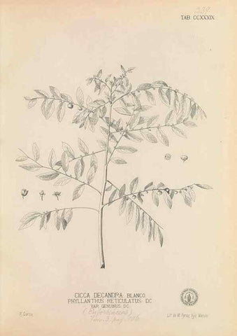 Reproducción/Reproduction 49746635708: Flora de Filipinas,. Manila,Estab. tip. de Plana y ca.,1877-83.. 