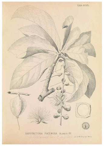 Reproducción/Reproduction 49746636088: Flora de Filipinas,. Manila,Estab. tip. de Plana y ca.,1877-83.. 