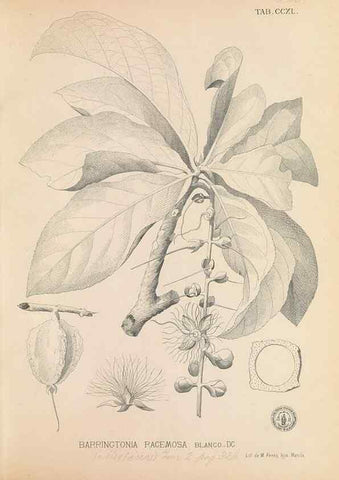 Reproducción/Reproduction 49746636088: Flora de Filipinas,. Manila,Estab. tip. de Plana y ca.,1877-83.. 