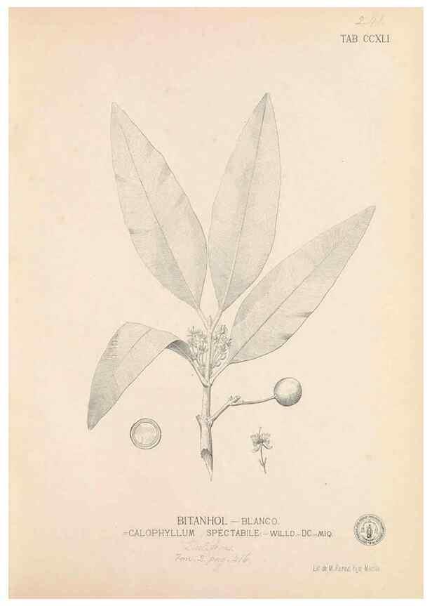 Reproducción/Reproduction 49746636393: Flora de Filipinas,. Manila,Estab. tip. de Plana y ca.,1877-83.. 